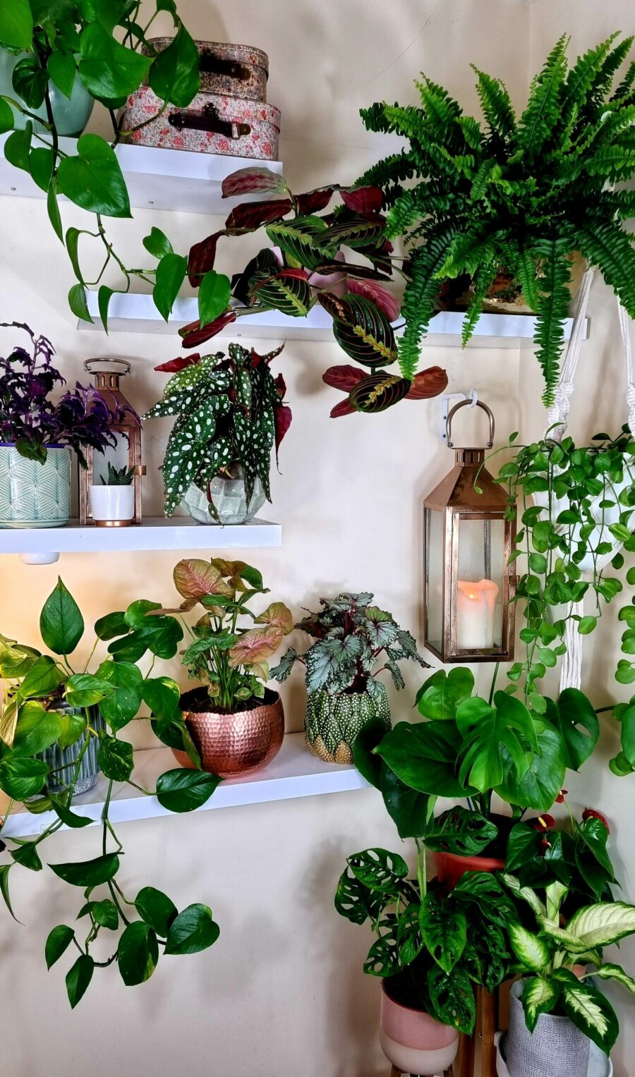 Choosing house plants for an indoor garden