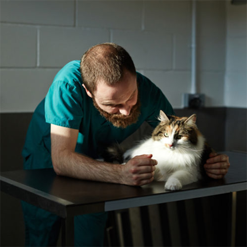 Battersea: saving animal lives by the million