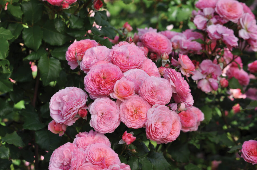 Plant, grow and eat these gorgeous edible roses this spring
