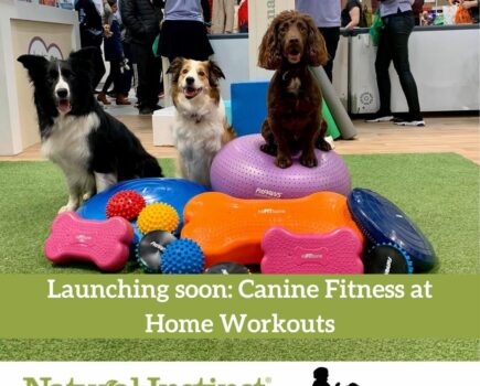 Fitness classes for your dogs will keep them happy at home