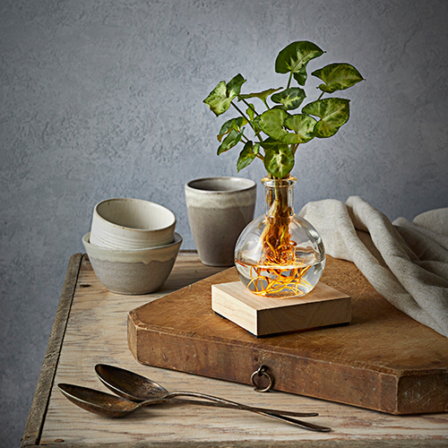 Houseplant heaven — bring the outdoors in with Dobbies new houseplant range