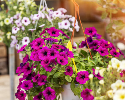 The best hanging basket for autumn