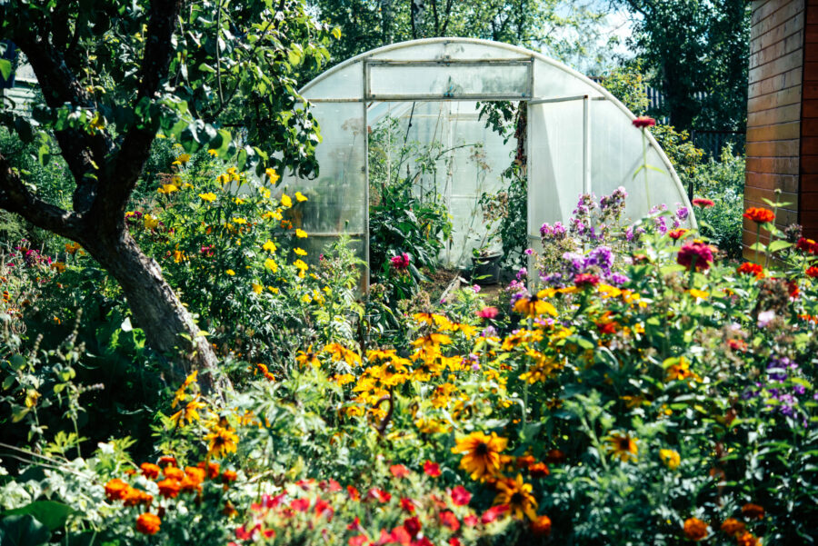 The beginner’s guide to greenhouse growing